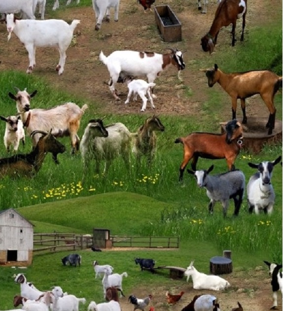 NAW7414 - Herd of Goats - Animal Print Scrubs