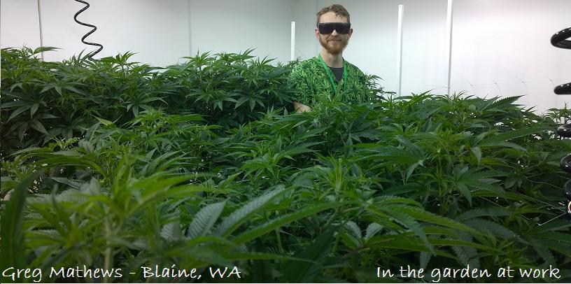 man wearing a cannabis print scrub top in a cannabis garden
