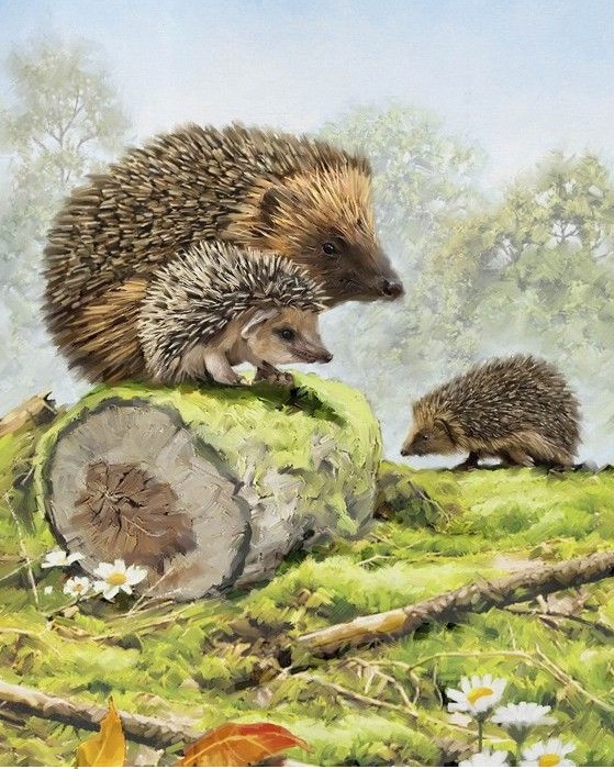 AWW31922 - Scenic Hedgehogs animal scrub tops