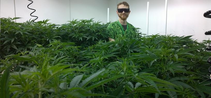man working with Cannabis wearing a cannabis print scrub top