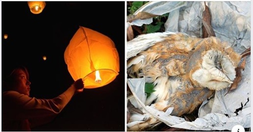 chinese lantern and dead owl killed by the lantern