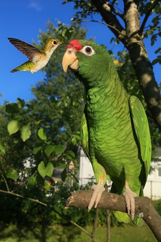 Goober and the hummingbird