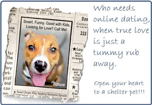 TopSpot4U banner advocating pet adoption