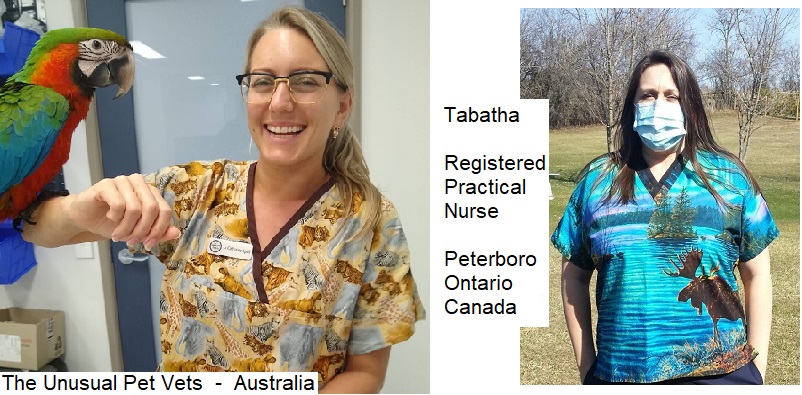 Australian Vet Tech and parrot wearing vet scrubs in office