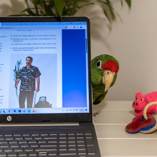 Goober the parrot peeking around a laptop  during a small business workday