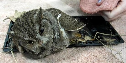 owl stuck to glue trap