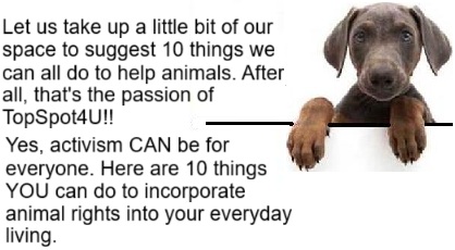 picture of dog with information about what we can do to help animals