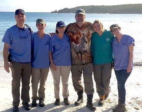 HSUS people contracepting horses in Peurto Rico