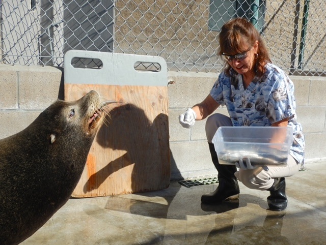 Lori Olsen feeding a blind sea lion wearing our harp seal scrub top