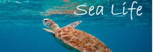 topspot4U ocean and sea life scrub top banner