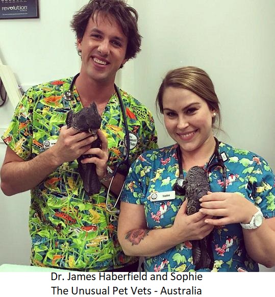 veterinarian and vet tech wearing printed scrub tops and holding animals