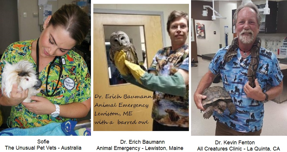 vet tech and veterinarian wearing veterinary print scrubs holding animals