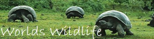 World's Wildlife scrub top banner